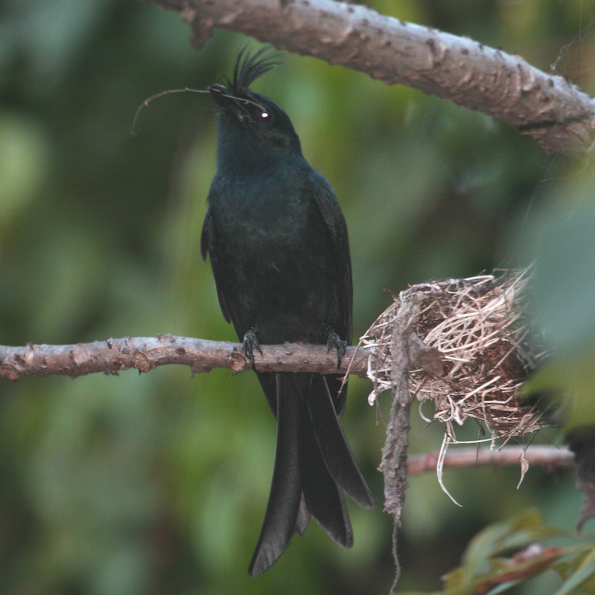 Crested Drongo (Madagascar) - Henri FOREST