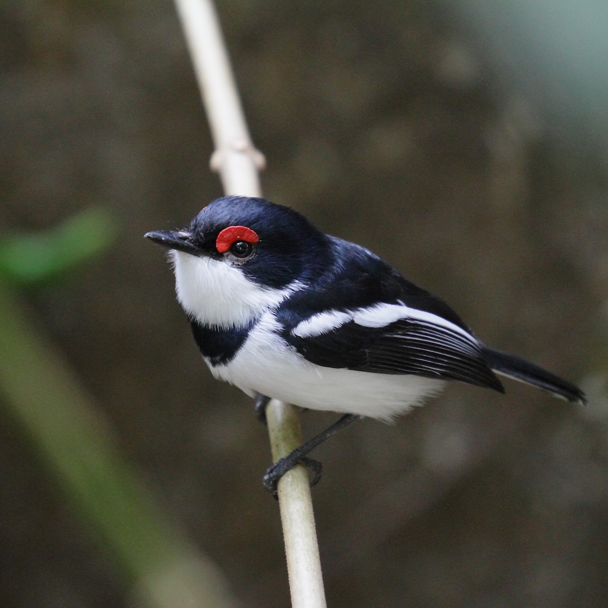 Brown-throated Wattle-eye - Henri FOREST