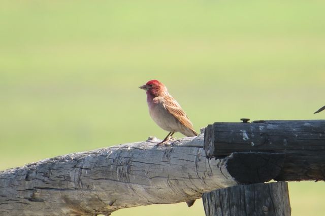 Cassin's Finch - ML20532561