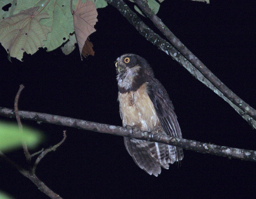 Spectacled Owl - ML205325711
