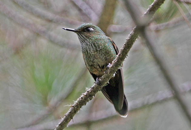 kolibřík ostrozobý - ML205325731