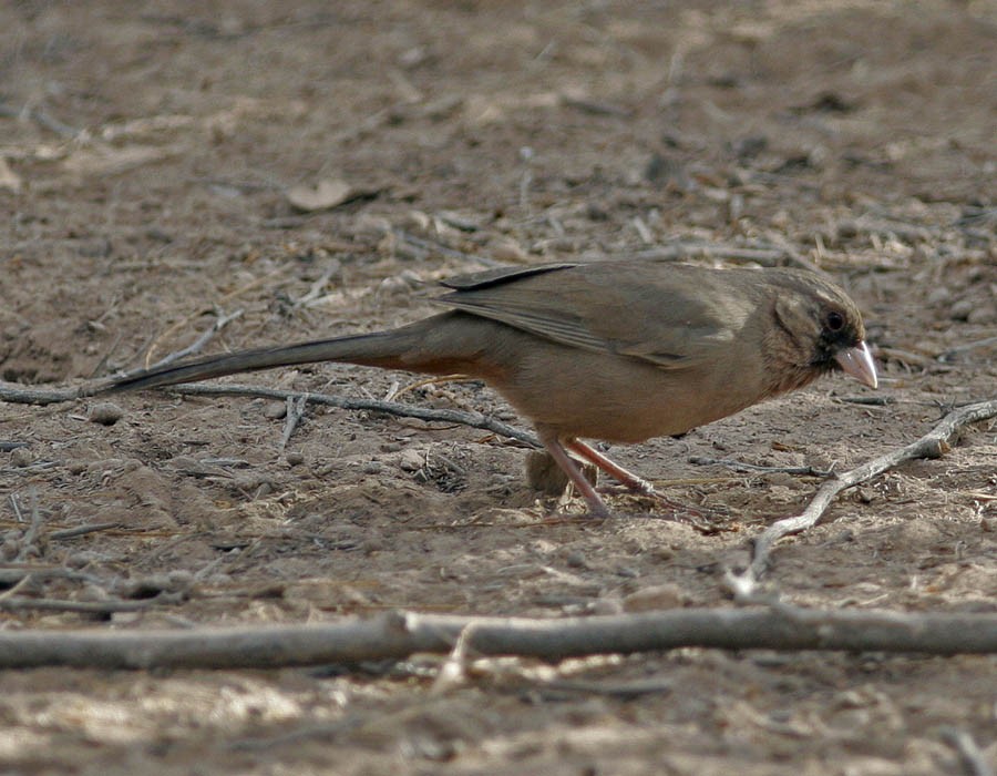 Abert's Towhee - ML205325801