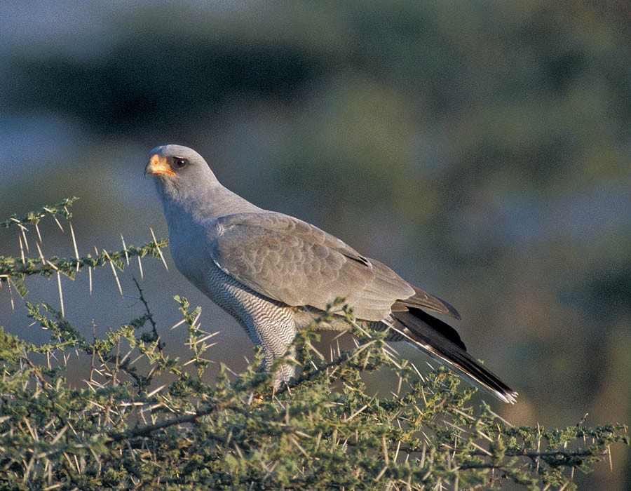 Dark Chanting-Goshawk - ML205325921