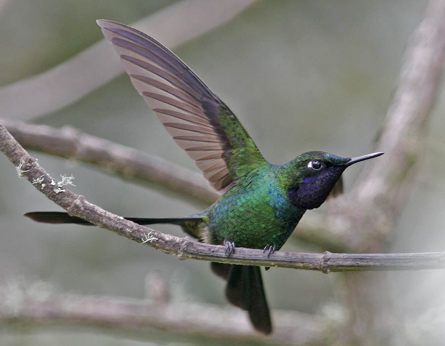 Purple-throated Sunangel - ML205325971