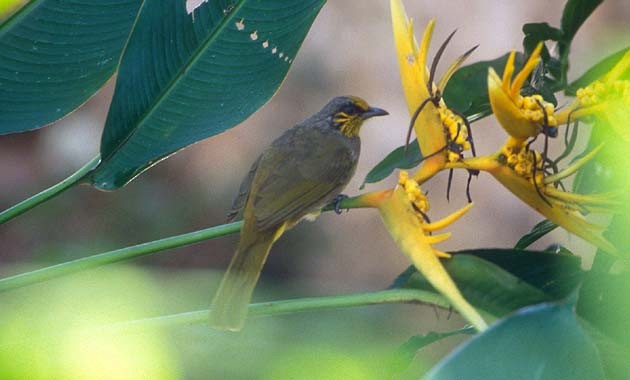 Stripe-throated Bulbul - ML205326031