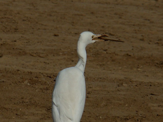 Eastern Cattle Egret - shantilal  Varu