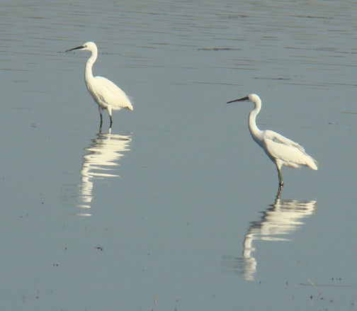 Little Egret (Western) - shantilal  Varu