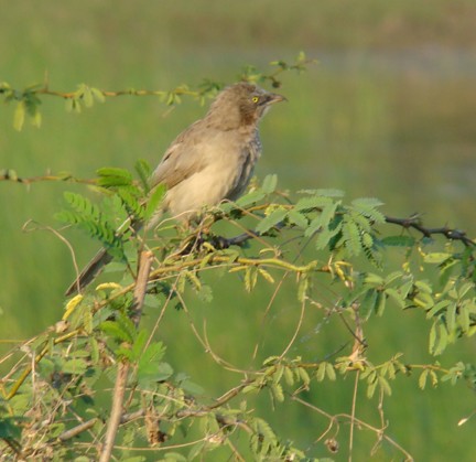 Large Gray Babbler - shantilal Varu
