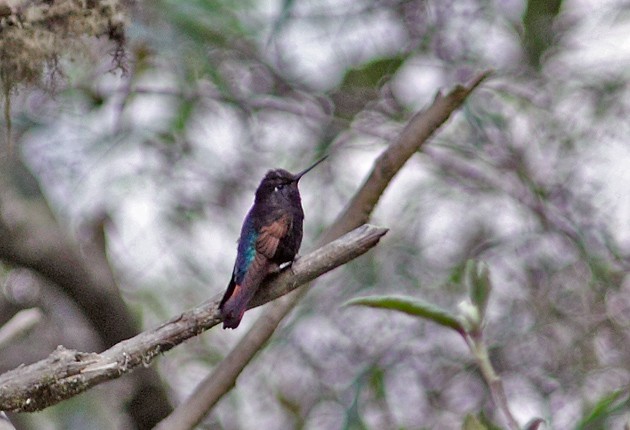 kolibřík černokápý - ML205328391