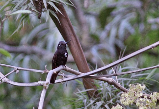kolibřík černokápý - ML205328401