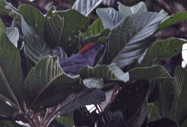 Slaty Tanager - ML205328531