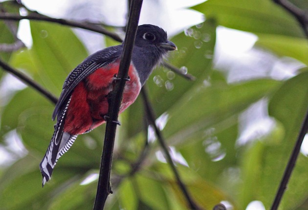 Blue-crowned Trogon - Pia Öberg