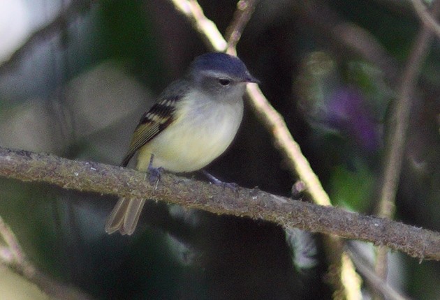 Buff-banded Tyrannulet - ML205328611