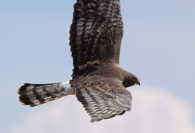 Cinereous Harrier - ML205328621