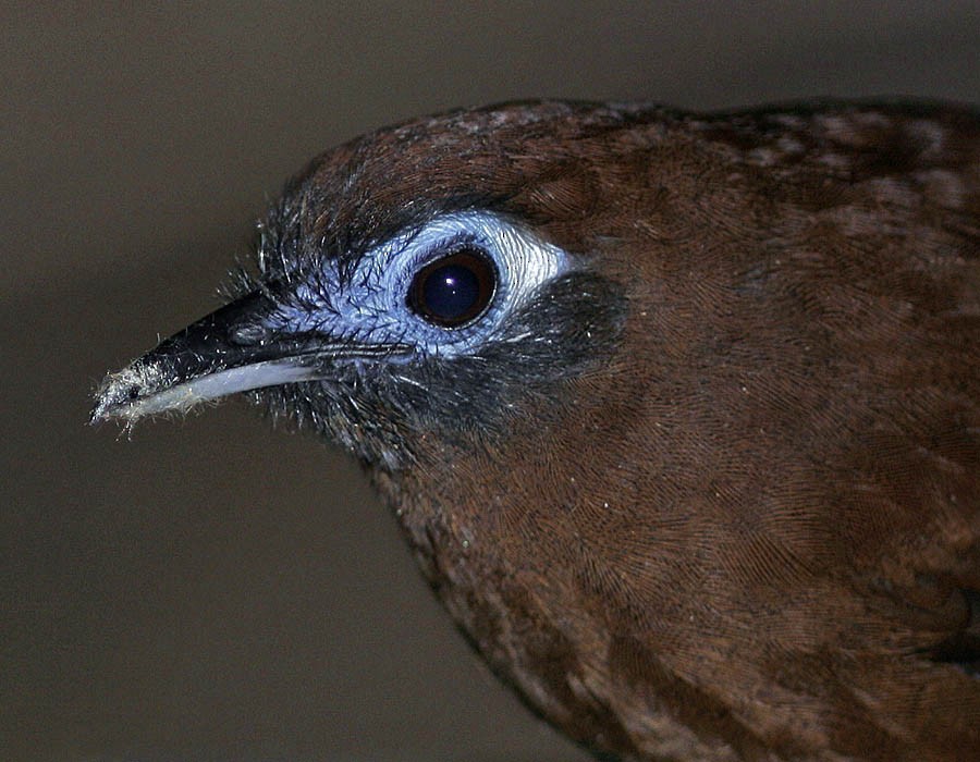 Zeledon's Antbird (Choco) - ML205330931