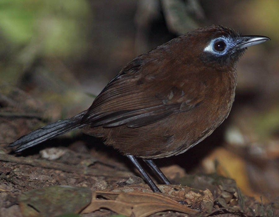 Panamáameisenvogel (berlepschi) - ML205330941