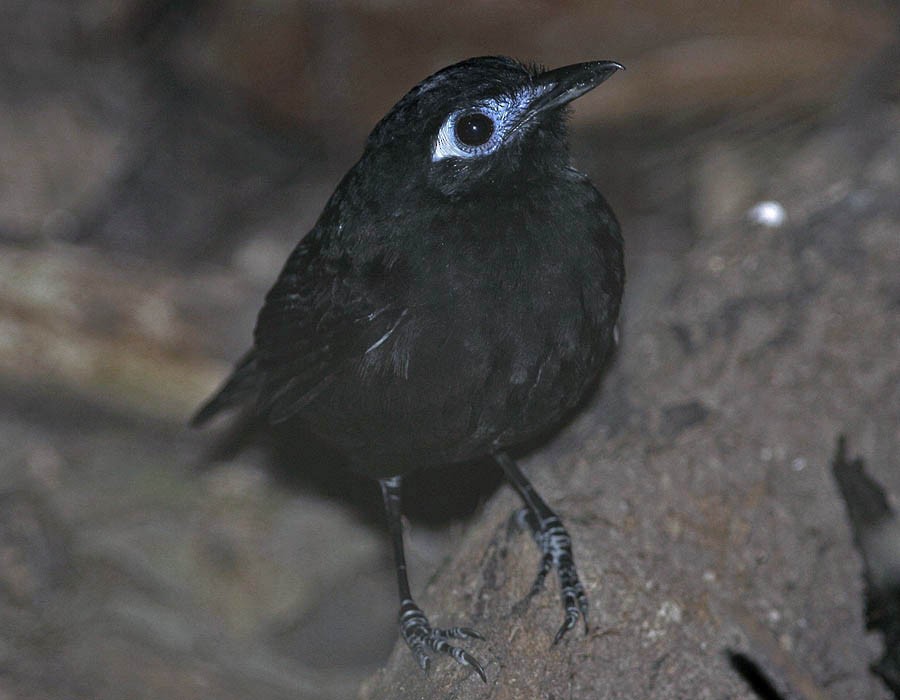 Panamáameisenvogel (berlepschi) - ML205330951
