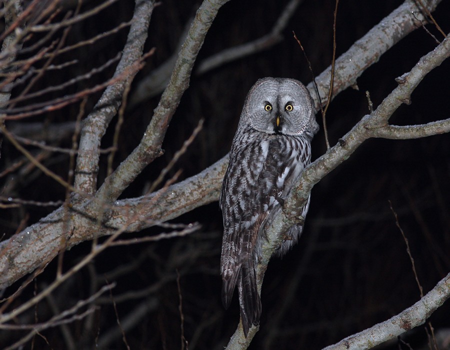 Great Gray Owl (Lapland) - ML205330991