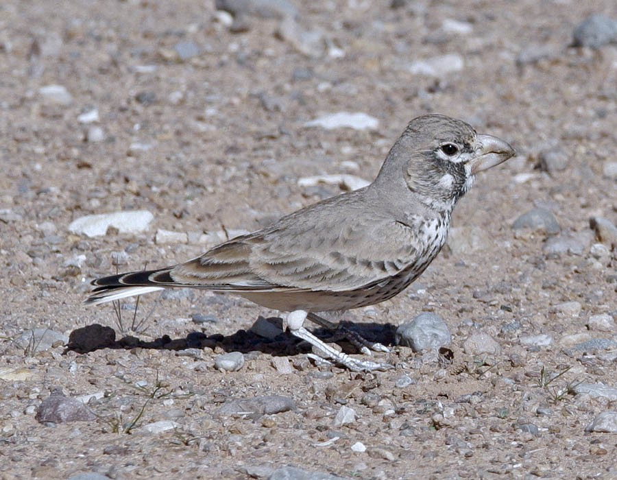 Thick-billed Lark - Pia Öberg