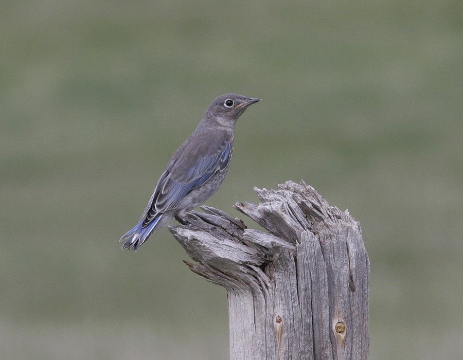 Mountain Bluebird - Pia Öberg