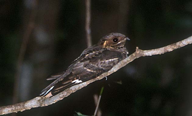 Jerdon's Nightjar - ML205331151