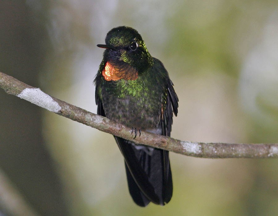 Colibrí Lucero - ML205331211