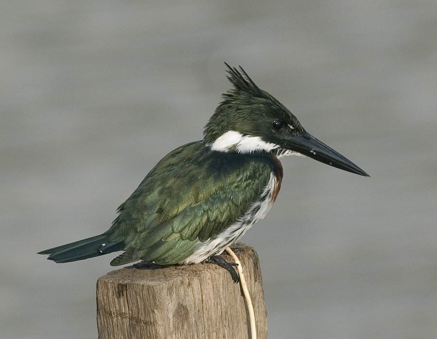 Amazon Kingfisher - ML205331271