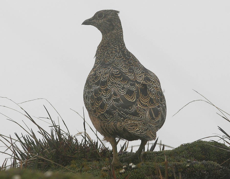 Rufous-bellied Seedsnipe - ML205331291