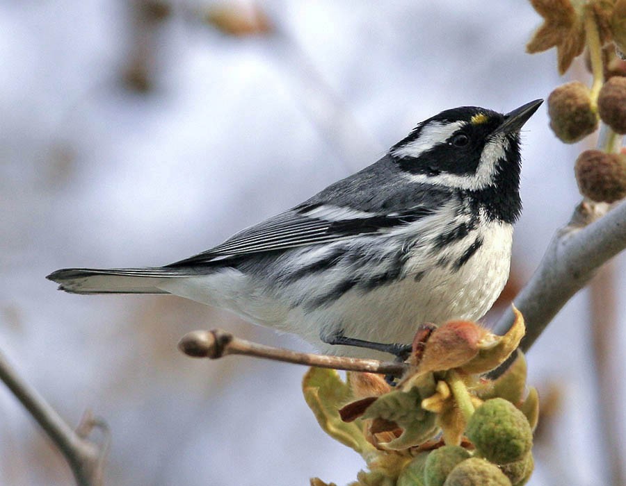 Black-throated Gray Warbler - ML205333411