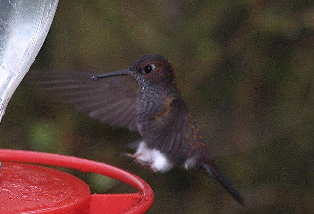 Hoary Puffleg - ML205333461