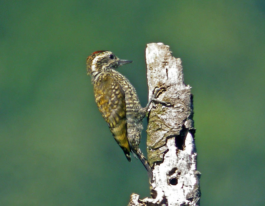 White-spotted Woodpecker - ML205333511