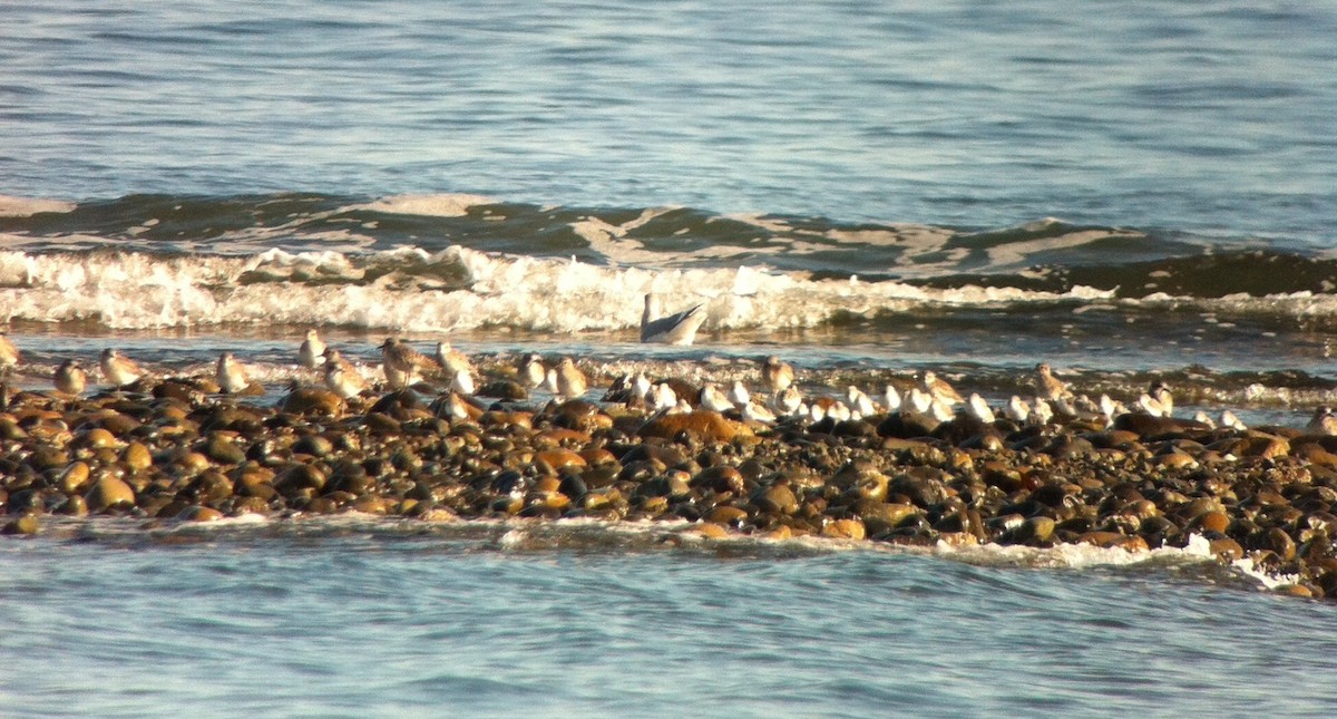 Black-bellied Plover - Carey Bergman