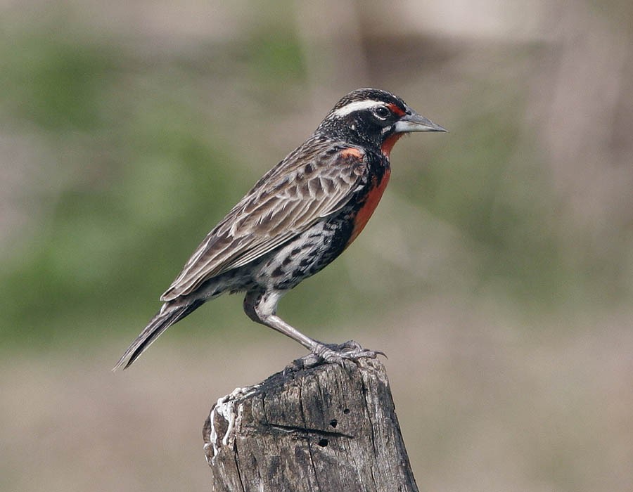 Peruvian Meadowlark - ML205333811