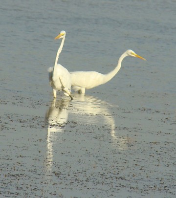 Great Egret - shantilal  Varu