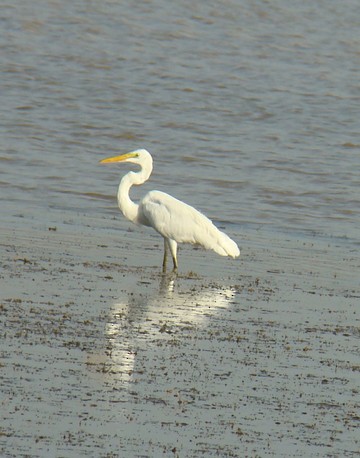 Great Egret - shantilal  Varu