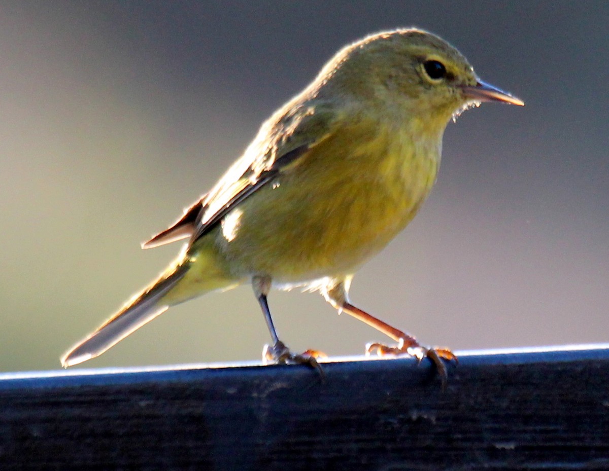 Orange-crowned Warbler (lutescens) - ML20533551