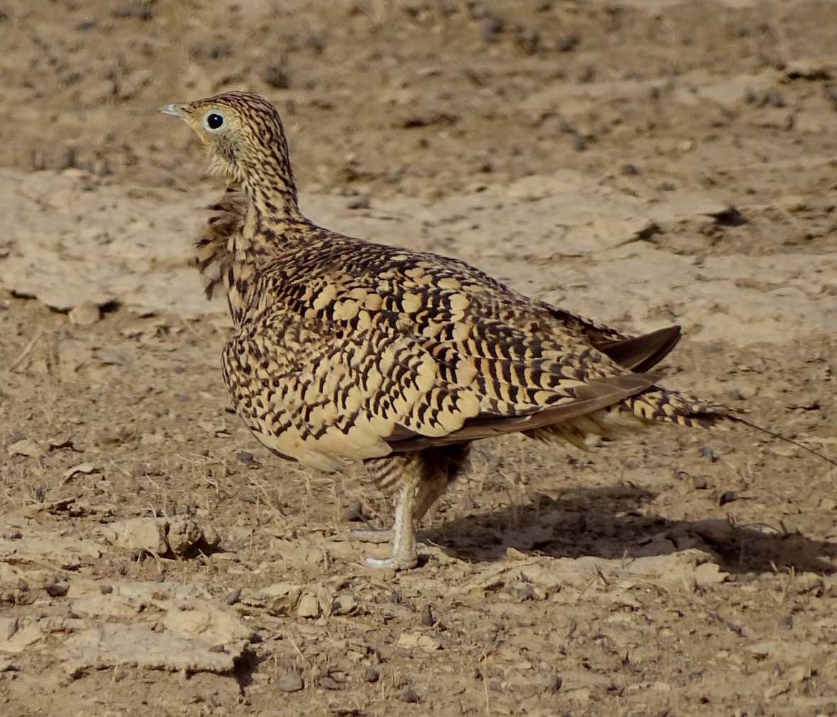 Chestnut-bellied Sandgrouse - shantilal  Varu