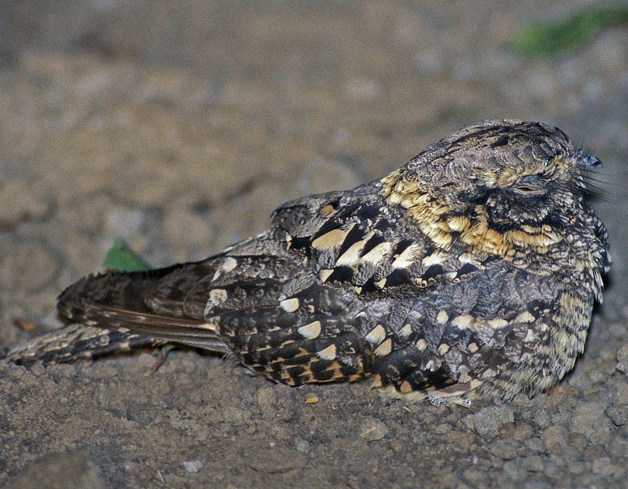 Montane Nightjar (Abyssinian) - Pia Öberg