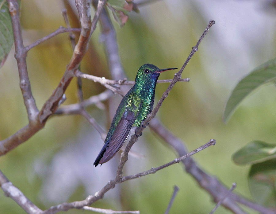 Blue-chinned Sapphire - ML205336221
