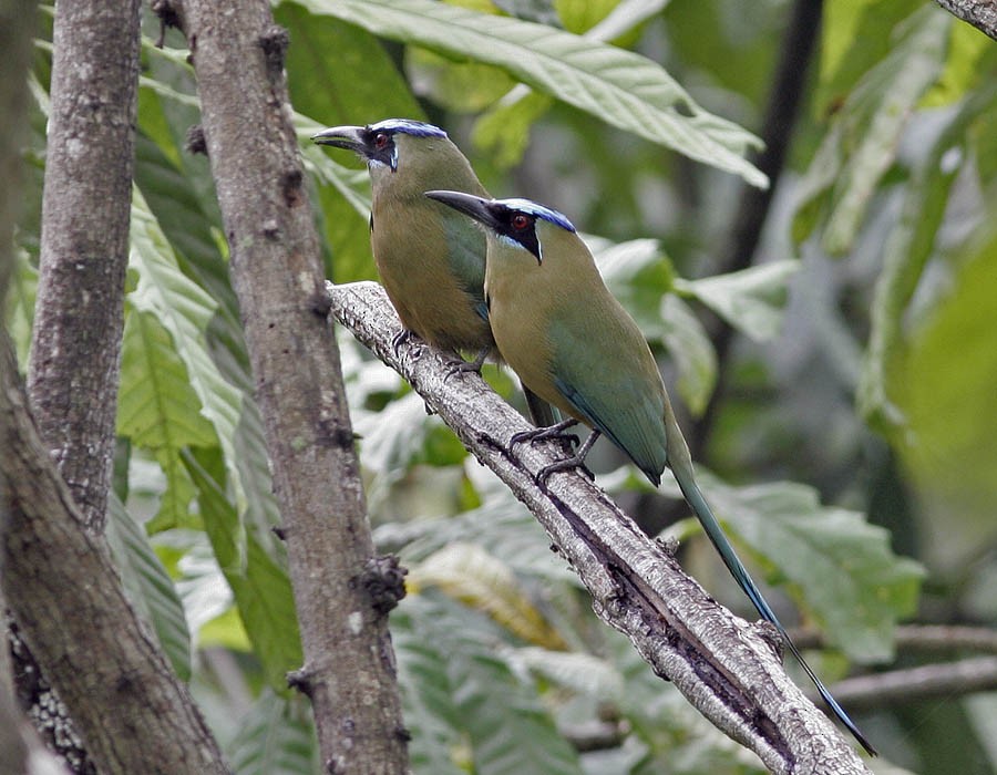Whooping Motmot (argenticinctus) - ML205336231