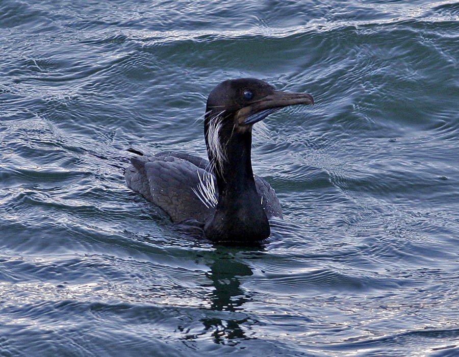 Brandt's Cormorant - ML205336271