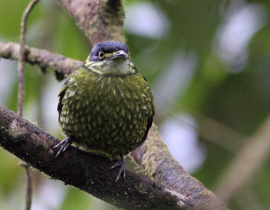 Scaled Fruiteater - ML205336451