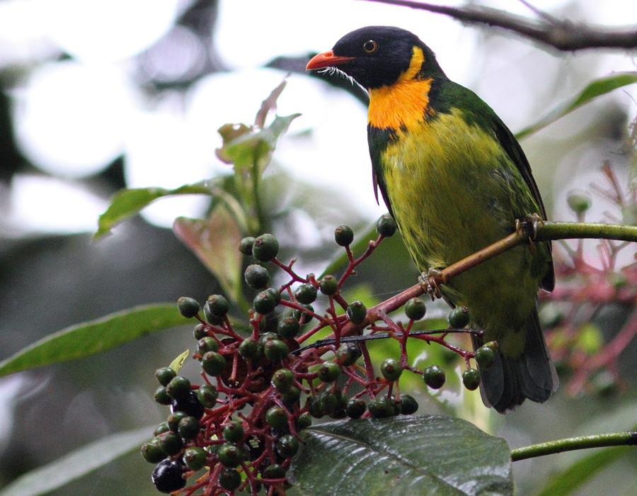 Orange-breasted Fruiteater - ML205336471