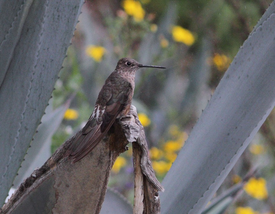 Giant Hummingbird - ML205336491