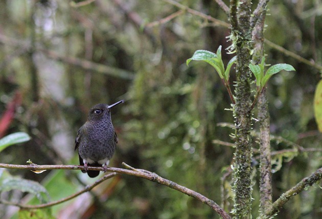 Hoary Puffleg - ML205336501