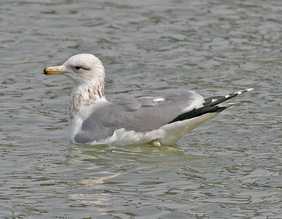 California Gull - ML205338731