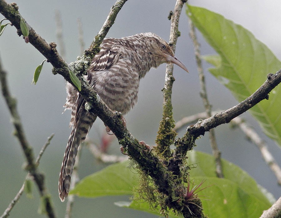 Fasciated Wren - Pia Öberg