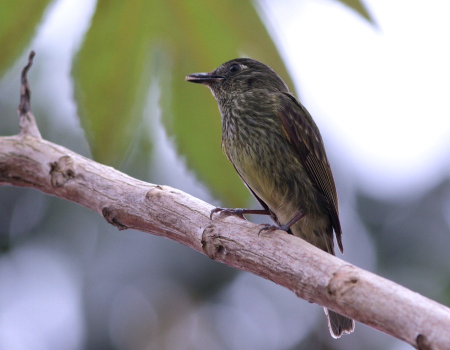 Olive-striped Flycatcher - ML205338831