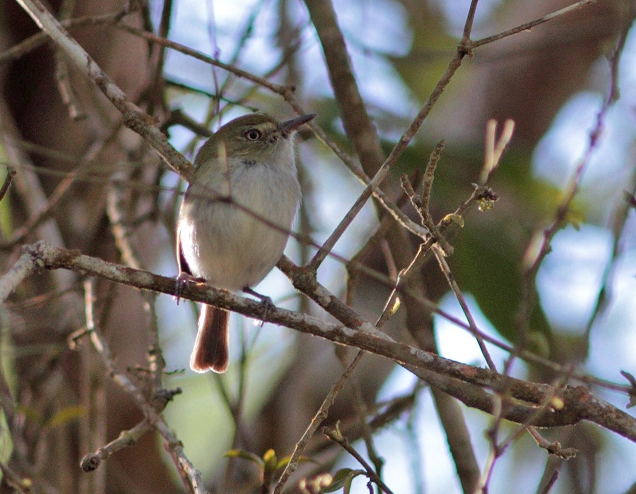 Hangnest Tody-Tyrant - ML205338861