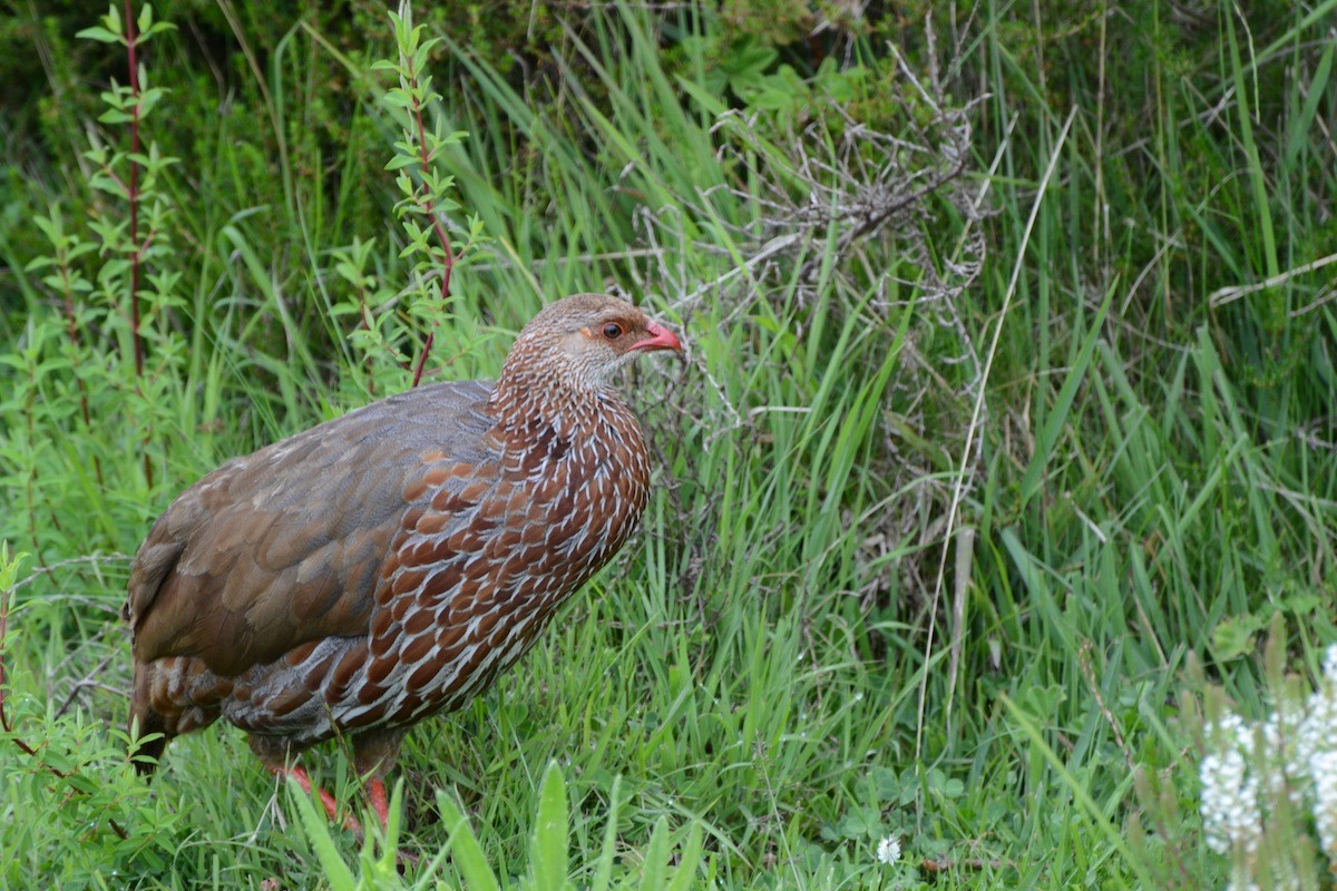 Jackson's Spurfowl - Liam Hughes